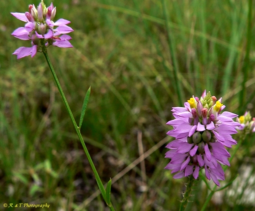 {Polygala curtissii}
